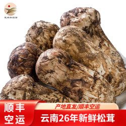 滇味十足 云南新鲜松茸 香格里拉未开伞出口品质养生滋补营养美味中秋礼品 净重500克 3-5cm