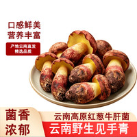 滇味十足 云南见手青 新鲜送礼菌子菌火锅珍稀新鲜野生菌红葱白葱牛肝菌 精选500克