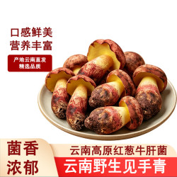 滇味十足 云南见手青 新鲜送礼菌子菌火锅珍稀新鲜野生菌红葱白葱牛肝菌 精选500克