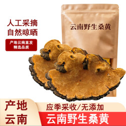 滇味十足 云南野生桑黄养生茶干货特产山珍补品滋补养身煲汤泡酒泡水食材 50克