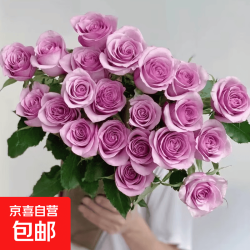京喜 紫霞仙子紫色玫瑰鲜切花家用水养室内插花装饰云南基地鲜采直发 紫霞仙子10枝