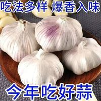 2026新鲜干大蒜正宗山东新干大蒜大蒜紫皮大蒜产地直发蒜香十足 产地直发蒜香十足 带箱五斤