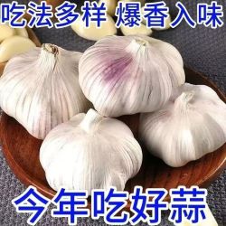 2026新鲜干大蒜正宗山东新干大蒜大蒜紫皮大蒜产地直发蒜香十足 产地直发蒜香十足 带箱五斤