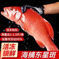 添渔港 海捕东星斑 三去处理 500-600g 整条装