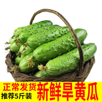 移动端：盛多福 新鲜小黄瓜青瓜5斤 北方旱黄瓜沙拉蔬菜生吃水果非荷兰海阳白玉