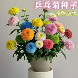 多彩混色乒乓球菊花绿植花种子重瓣种子盆栽种子室内外花卉种子
