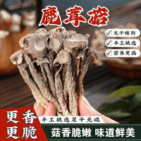 鹿茸菇干货100克/袋口感脆嫩营养丰富煲汤炖肉菌类干货