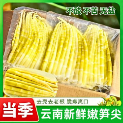 云南鲜竹笋清水竹笋火锅食材新鲜细小竹笋嫩笋尖A