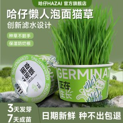 哈仔 懒人泡面猫草盆栽猫咪化毛草天然自种水培猫草种子猫咪零食