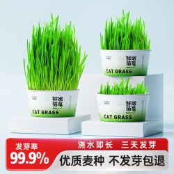宠奇拉 猫草盆栽懒人自种化毛猫草片水培盆猫草罐头薄荷猫咪专用排毛零食