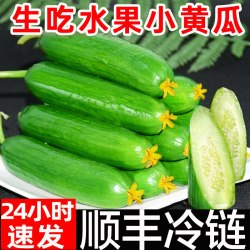 农大姐妹 水果小黄瓜新鲜顺丰玉女黄瓜5斤白玉黄瓜小拇指青瓜现摘生吃包邮