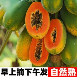 现摘树上熟海南红心木瓜牛奶木瓜5斤/10斤炖汤青皮下奶冰糖心新鲜