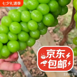 纯甜阳光玫瑰葡萄当季水果当天采摘发货京东包邮施农家肥