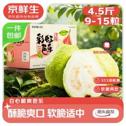 京鲜生 树熟软糯奶油芭乐 净重5斤装单果150g+ 番石榴生鲜 源头直发 软糯奶油芭乐 5斤