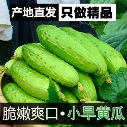 硕享 东北旱黄瓜新鲜小青瓜5斤单根180g起蔬菜黄瓜水果小黄瓜