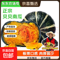 正宗新鲜贝贝南瓜