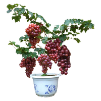 萌肉居 葡萄树苗 2年扦插苗 1棵