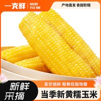 移动端：一支鲜 东北黄糯玉米棒甜糯玉米10支装粘苞米即食真空锁鲜早餐代餐玉米棒