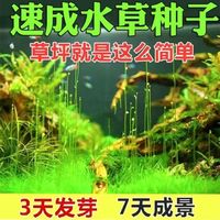 水草种子水草泥迷你对叶草鱼缸前景草植物草坪种子水族箱造景缸内