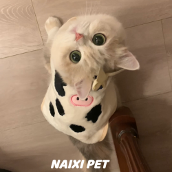薄荷同款猫咪衣服宠物小狗狗秋冬装保暖马甲背心金渐层美短奶牛服