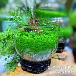 生态水草缸客厅卧室书房微景观小型水草缸体鱼虾水草自循环水培草