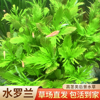 水罗兰水草植物真草水培新手懒人鱼缸造景蜈蚣草绿菊阴性全套水草