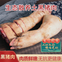 笆篱山 正宗生鲜黑土猪猪脚特大号顺丰包邮现切现卖新鲜猪蹄