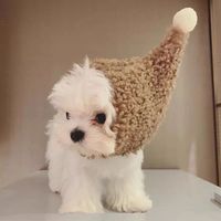 宠物狗狗帽子小型犬冬保暖冬泰迪头饰比熊猫咪可爱头套巫师帽毛绒