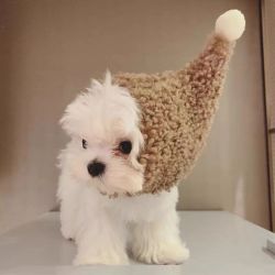 宠物狗狗帽子小型犬冬保暖冬泰迪头饰比熊猫咪可爱头套巫师帽毛绒