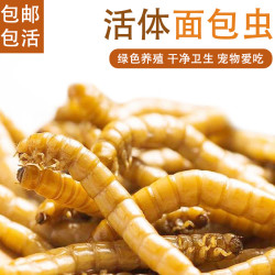 面l包虫仓鼠吃黄l粉虫活l虫鲜l活虫种虫金龙鱼石蛙仓鼠蜥蜴画眉鸟