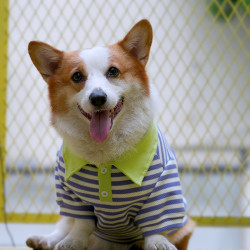 Tigerdog2024秋冬宠物中型犬狗狗柯基柴犬POLO衫T恤款服装衣服