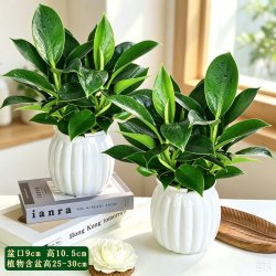 金钻盆栽植物绿公主水培办公室万年青植除甲醛绿多肉室内花卉易活