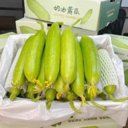 顺丰山东潍坊无刺奶油小黄瓜新鲜现摘生吃清脆水果白玉青瓜蔬菜