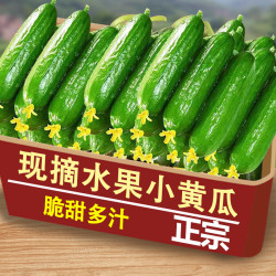 产地直发水果黄瓜当天采摘脆嫩多汁小青瓜自提新鲜现摘果蔬