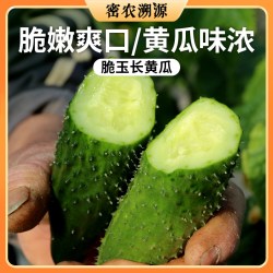 密农人家 新鲜密云黄瓜500g 带刺长黄瓜 清脆爽口 生吃水果黄瓜
