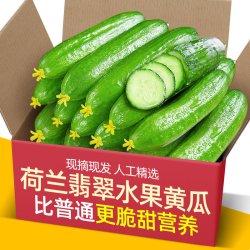 果乡趣 现摘水果小黄瓜5斤新鲜水果小青瓜荷兰蔬菜农家10山东旱生吃