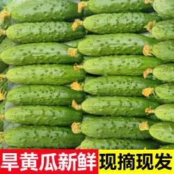回香创叶 东北旱黄瓜新鲜现摘蔬菜东北青黄瓜水果黄瓜新鲜生吃当季整箱