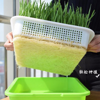 北蔬 猫草种子散装小包小麦发芽土培水培通用 猫草小麦草种子 1斤