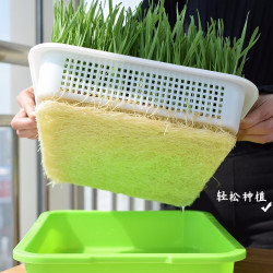 北蔬 猫草种子散装小包小麦发芽土培水培通用 猫草小麦草种子 1斤