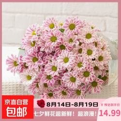 京喜 小雏菊鲜切花云南基地水养花期长家庭插花A鲜花520母亲节鲜 斑纹小雏菊5枝