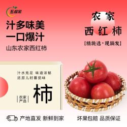 五叔家 露天番茄西红柿2.8/4.8斤新鲜沙瓤多汁生吃应季