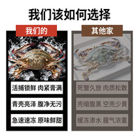 DAHICUANSO 舟山梭子蟹 3-5两/只 净重5斤 冷冻生鲜
