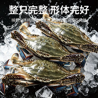 大海船说 舟山超大梭子蟹