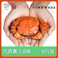 移动端：阳澄湖 活蟹阳澄湖牌六月黄大闸蟹礼盒公母2.5两8只装鲜活螃蟹