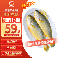 国联 东海原装黄鱼1kg 三条装 烧烤食材 自营海鲜水产