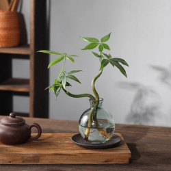 八芽 发财树小盆栽花卉水培植物客厅桌面绿植室内四季招财树办公室好养 双杆发财树-小蓝瓶-含紫砂托 含盆