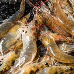 双人牛排海鲜自助