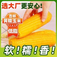 正宗东北头茬有代餐黄玉米220克*10根甜糯早餐玉米棒B