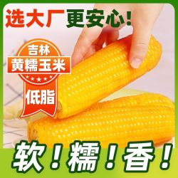 正宗东北头茬有代餐黄玉米220克*10根甜糯早餐玉米棒B