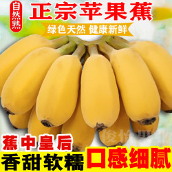 俊怡 正宗广西苹果蕉当季时令新鲜水果2/5/9斤粉蕉香蕉批发